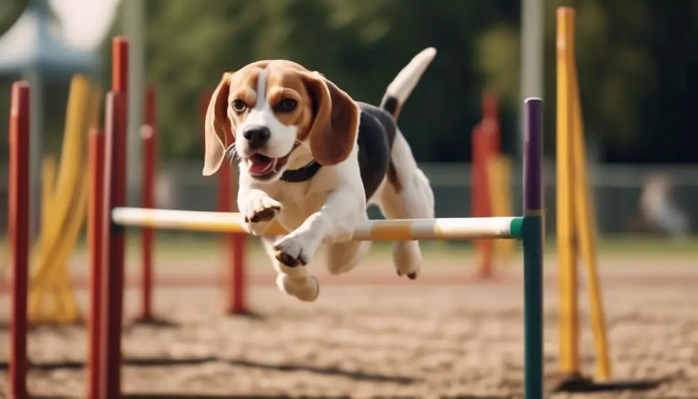 beagles excel in agility