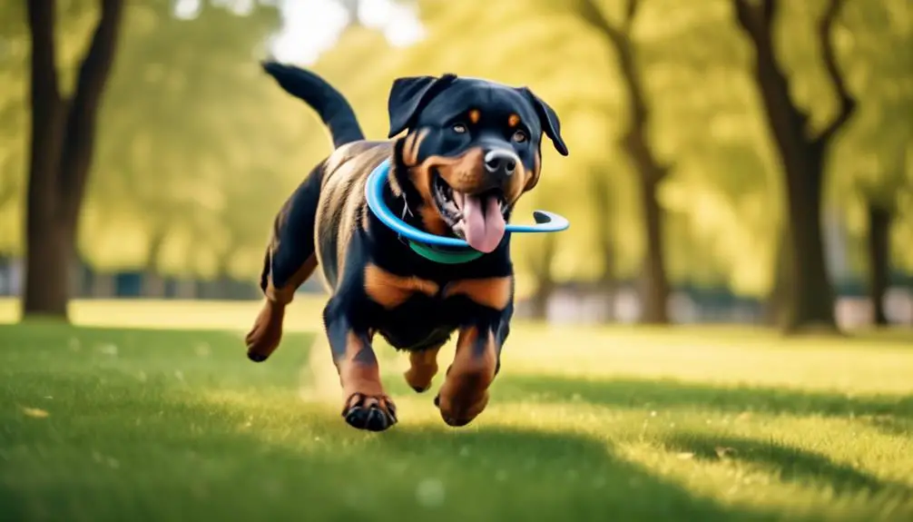 managing energetic rottweiler behavior